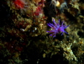   Flabellina affinis  
